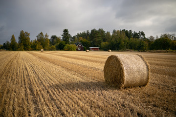 Stacks of straw on the field. Blurred background