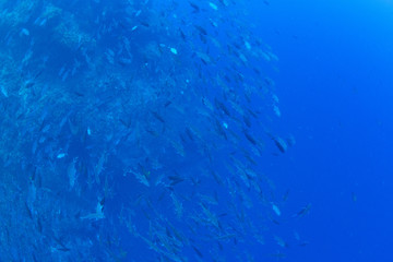 パラオ_ペリリュー_スキューバダイビング