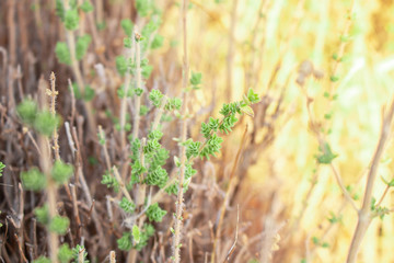 Wild oregano grows in the mountains. Raw oregano in field with blured background. Greek natural herb oregano. Green and fresh oregano flowers.