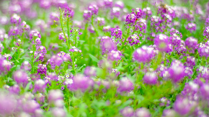 Fototapeta premium purple white flowers with small round heads