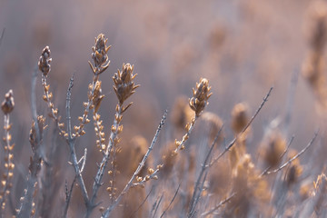 Wildflowers in autumn colors