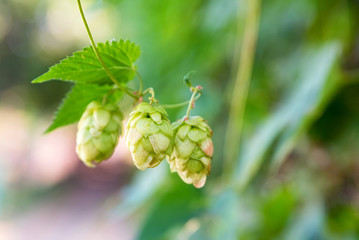 Close up green hop cones growing in nature