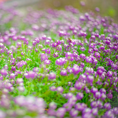 purple white flowers with small round heads, violet flower field.