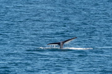 Fototapeta premium Sperm Whale displaying tail flukes