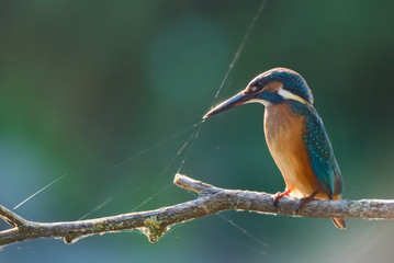 Kingfisher or Alcedo atthis perches on branch with spiderweb attached to it