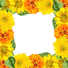 Beautiful floral background of  tsiniya and sunflower. Isolated
