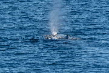 Sperm Whale (Physeter macrocephalus) on the surface of the Sea of Cortez (Bay of California), Baja California, Mexico.