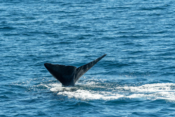 Fototapeta premium Sperm Whale displaying tail flukes