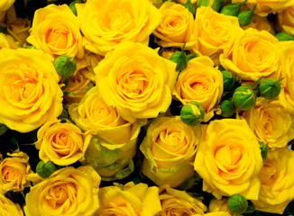 close up of yellow roses on the market. Bouquet of fresh yellow roses, flower bright background