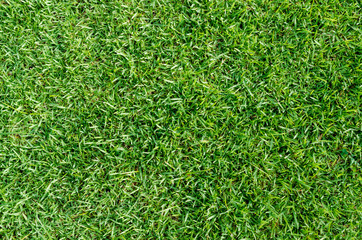 green grass texture for background