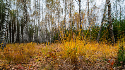 Jesienny las © podlaski49