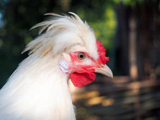 Portrait of a crested chicken. Funny hairstyle of a bird