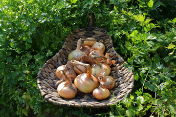 Natural knitted basket with organic onions with fresh parsley in the background