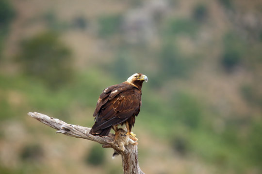 The Spanish imperial eagle (Aquila adalberti), also the Iberian imperial , Spanish or Adalbert's eagle sitting on the branch with prey. Imperial eagle  with rabitt with mountains in the background.