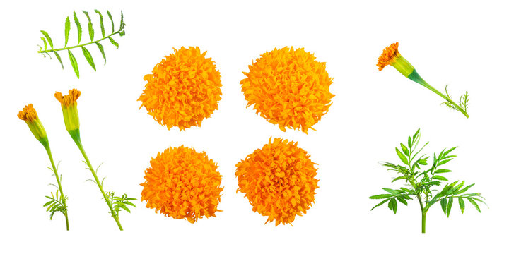 Cut out of Marigold flower isolated on white background.