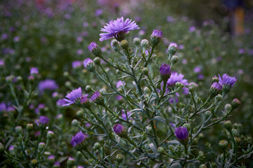 Obraz premium Nature field of purple flowers