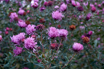 Fototapeta premium Pink flower bush in the spring garden