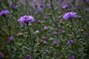 Purple flowers in the garden with bokeh 