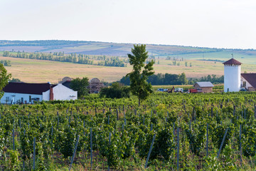 Beautiful vineyard on sunny day. Agricultural wine making concept