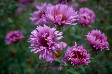 Pink asters flower