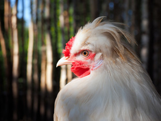 Portrait of a crested chicken. Funny hairstyle of a bird