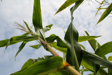 Green field of corn growing up in summer