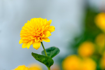 Autumn flowers bush with big vivid yellow blossom