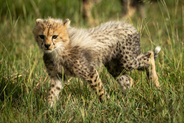 Cheetah cub walks through grass in sunshine