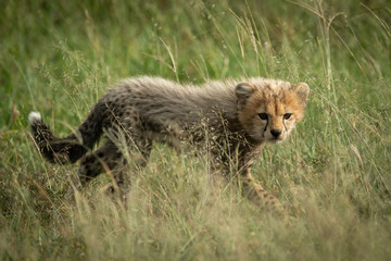 Cheetah cub walks through grass watching camera