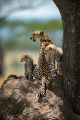 Cheetah cubs sit on mound by mother