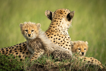 Cheetah cubs lie on mound with mother