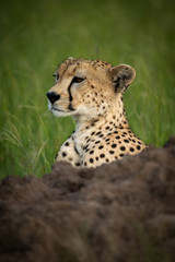 Cheetah head above termite mound in grass
