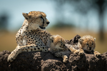 Cheetah lies by sleepy cubs on mound