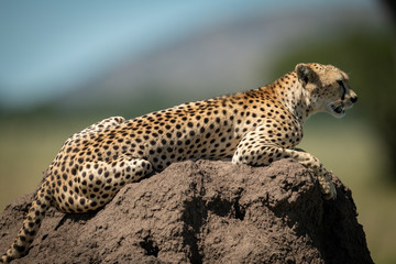 Cheetah lies in profile on termite mound