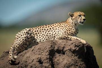 Cheetah lies in sunshine on termite mound