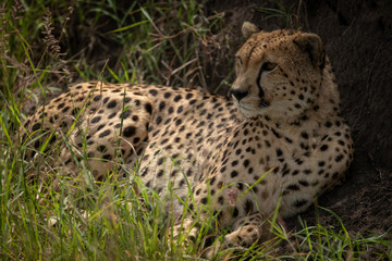 Cheetah lies in shade of earth bank