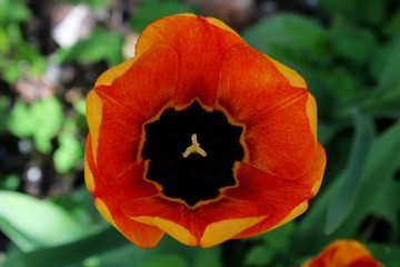 Fototapeta premium Flower tulips blooming on sunset in spring tulips garden on blurry tulips flower background