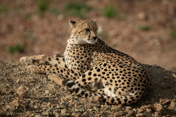 Cheetah lies on rocky bank looking back