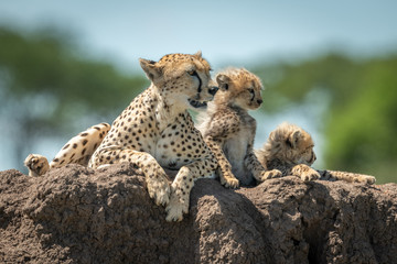Cheetah lies on mound with two cubs