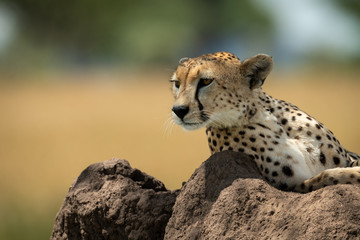 Cheetah lies on termite mound looking back