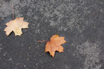 Fallen maple leaves. Indian summer.