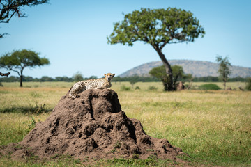 Cheetah lies on termite mound watching camera