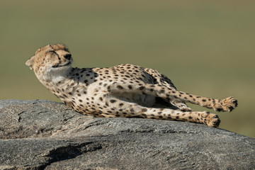 Cheetah lies stretching on rock in savannah