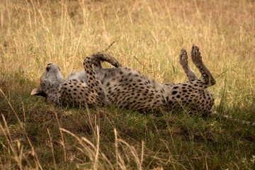 Cheetah lies with paws in the air