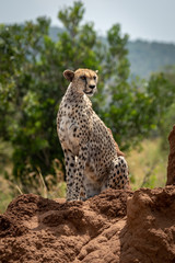 Cheetah looks right sitting on termite mound