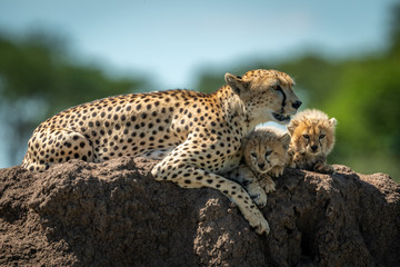 Cheetah lying on mound with sleepy cubs