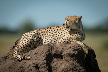 Cheetah resting on termite mound looking back