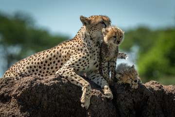 Cheetah rests on mound with two cubs © Nick Dale