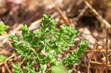 Wild oregano grows in the mountains. Raw oregano in field with blured background. Greek natural herb oregano. Green and fresh oregano flowers.