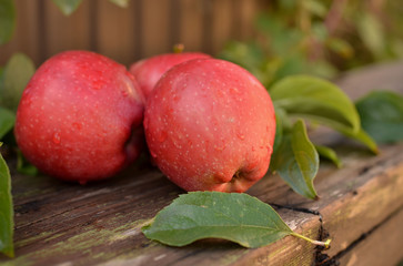 Big red apple on a wooden bench in the autumn garden. Beautiful large apples during the harvest at the farm.